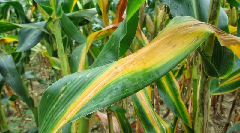 Agriculture et Consultance des Experts Agricoles en RDCongo